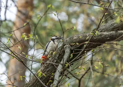 Птица дятел, стоит на стволе дерева…» — создано в Шедевруме