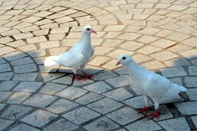 Почему нельзя трогать голубей на улице? Болезни, которые хранят в себе птицы  | Пикабу