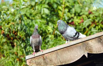 Три птицы голубь сидят по росту, толстый, худой, злой Stock-Foto | Adobe  Stock