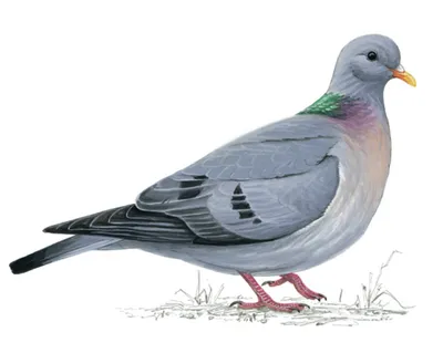 Большая горлица: Альтернативные голуби. Именно они были первыми  почтальонами, а сейчас их встретить лишь в диких местах | Пикабу