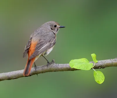 Обыкновенная горихвостка (Phoenicurus phoenicurus) Eurasian Redstart -  Дроздовые (Turdidae) - Воробьеобразные Passeriformes - Классификатор птиц  Таганрога и Неклиновского района - Птицы Ростовской обл.В основе-Птицы  Таганрога/Некл.р-на