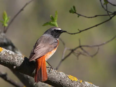 Городская птица с оранжевым хвостом - 57 фото