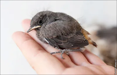 Redstart in the swallow's nest - YouTube