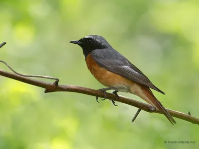 Коричневая птица с оранжевым хвостом - 64 фото