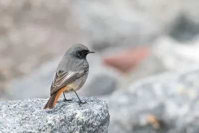 Обыкновенная горихвостка (Phoenicurus phoenicurus) | Пикабу