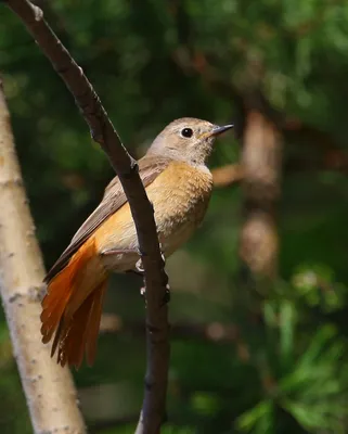 Горихвостка садовая (Phoenicurus phoenicurus). Фотогалерея птиц. Фотографии  птиц России, Беларуси, Украины, Казахстана, Таджикистана, Азербайджана.