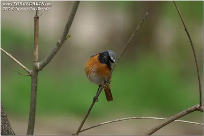 В московском лесу была замечена птица горихвостка-чернушка | ИА Красная  Весна
