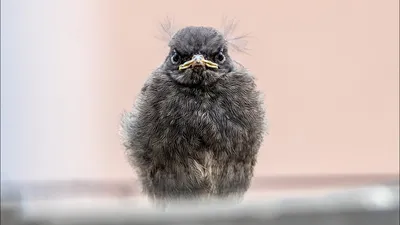 ФотоБлог Торгачкин Игорь Петрович © Igor Torgachkin: Горихвостка садовая /  Phoenicurus phoenicurus / Redstart