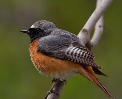 Горихвостка - небольшая птичка с рыжим хвостом - Михаил Соколов