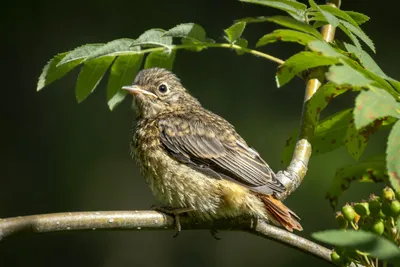 Красноспинная горихвостка - eBird