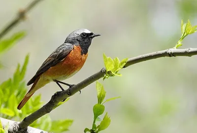 Горихвостка-чернушка (Phoenicurus ochruros)