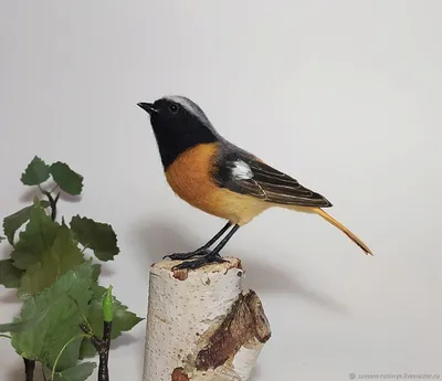 Маленький, но уже горихвостка. Phoenicurus ochruros. | BirdWatch.by