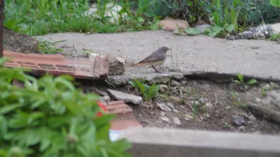 ФотоБлог Торгачкин Игорь Петрович © Igor Torgachkin: Горихвостка-чернушка /  Phoenicurus ochruros / Black Redstart