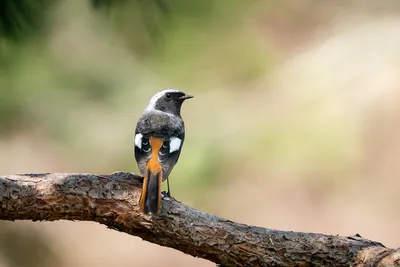 Bird Voices As Redstart Sings (Phoenicurus phoenicurus) - YouTube