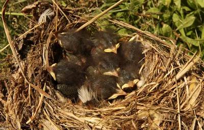 Горихвостка вьет гнездо. Весенние гнездование птиц. | Любители Путешествий  | Дзен