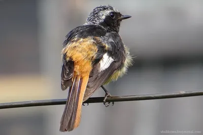 Горихвостка краснобрюхая (Phoenicurus erythrogaster). Фотогалерея птиц.  Фотографии птиц России, Беларуси, Украины, Казахстана, Таджикистана,  Азербайджана.