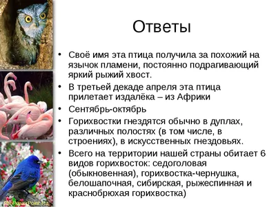 Обыкновенная горихвостка (Phoenicurus phoenicurus). Птицы Европейской  России.