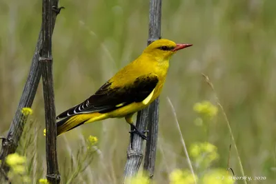 Иволга (Oriolus oriolus). Птицы Европейской России.