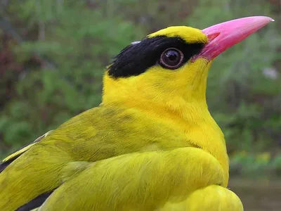 Китайская иволга Oriolus chinensis – Птицы Дальнего Востока