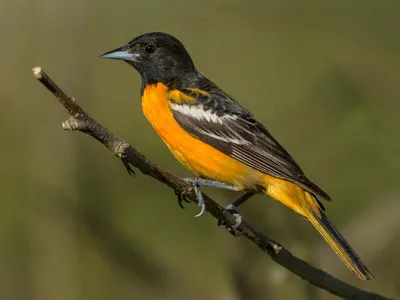 Скачать обои птицы, иволга, icterus galbula, балтиморская иволга, birds  разрешение 1600x1200 #127276