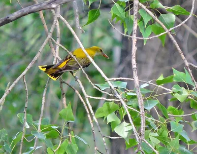 оранжево черная птица сидит на ветке дерева, картинка птицы иволга фон  картинки и Фото для бесплатной загрузки