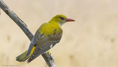 Иволга Oriolus oriolus Eurasian Golden Oriole