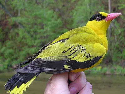 Китайская иволга Oriolus chinensis – Птицы Дальнего Востока