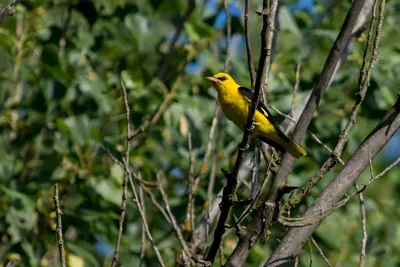 Baltimore Oriole. Балтиморская иволга | Фотосайт СуперСнимки.Ру