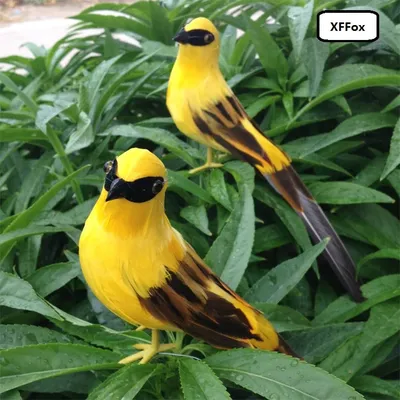Как живёт иволга: 9 интересных фактов о небольшой птице лимонного цвета |  Приключения натуралиста | Дзен