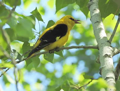 Иволга (Oriolus oriolus). Птицы Европейской России.