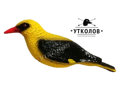 Иволга Oriolus oriolus Eurasian Golden Oriole