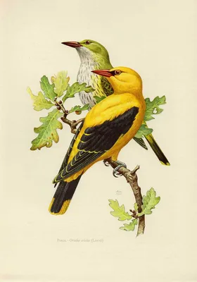 Обыкновенная иволга (Oriolus oriolus) European Golden Oriole - Иволговые  (Oriolidae) - Воробьеобразные Passeriformes - Классификатор птиц Таганрога  и Неклиновского района - Птицы Ростовской обл.В основе-Птицы  Таганрога/Некл.р-на