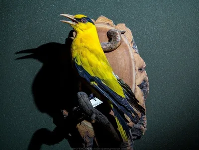 Декоративная фигурка \"Иволга\". Украшение для сада и дачи. Красивая птица.  Сделано из полистирола. | AliExpress