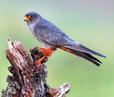 Птицы НСО | Кобчик – Erythropus vespertinus