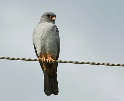 Кобчик (Falco vespertinus). Птицы Казахстана.