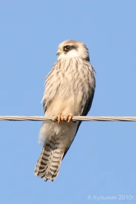 Кобчик (Falco vespertinus). Фотогалерея птиц. Фотографии птиц России,  Беларуси, Украины, Казахстана, Таджикистана, Азербайджана.