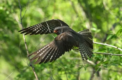 Кобчик (Falco vespertinus). Птицы Европейской России.