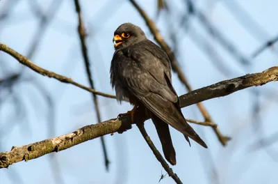 Кобчик (Falco vespertinus). Птицы Европейской России.