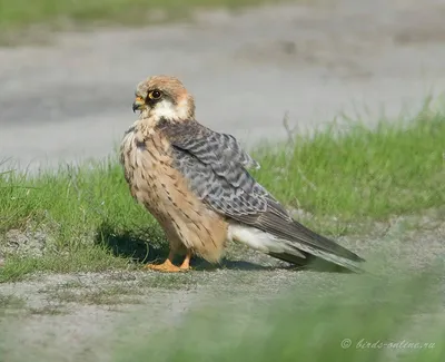 Кобчик, Falco Vespertinus, Птица Сидит На Ветке С Четким Зеленом Фоне,  Румынии Фотография, картинки, изображения и сток-фотография без роялти.  Image 51633225