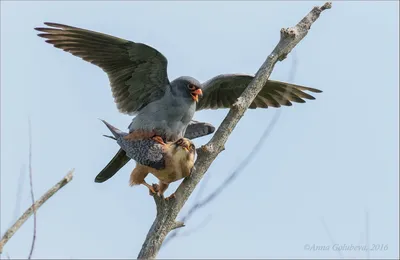 Кобчик — Falco vespertinus / Статьи / Птицы Европы