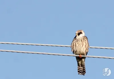 Кобчик (Falco vespertinus). Фотогалерея птиц. Фотографии птиц России,  Беларуси, Украины, Казахстана, Таджикистана, Азербайджана.