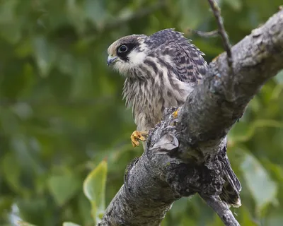 Кобчик (Животные Этошы) · iNaturalist