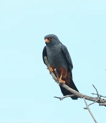Амурский кобчик (Falco amurensis). Птицы Сибири.