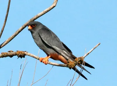 Кобчик (Falco vespertinus). Фотогалерея птиц. Фотографии птиц России,  Беларуси, Украины, Казахстана, Таджикистана, Азербайджана.