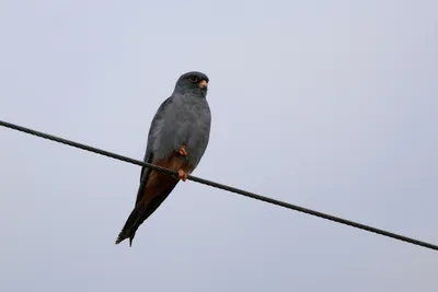 Кобчик (Falco vespertinus). Птицы Европейской России.