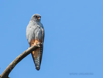 Амурский кобчик (Falco amurensis). Птицы Сибири.