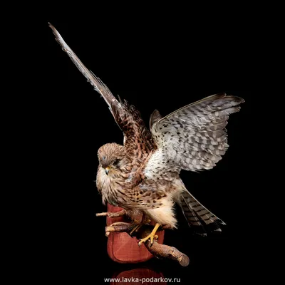 Кобчик — Falco vespertinus | Красная книга Чувашской Республики