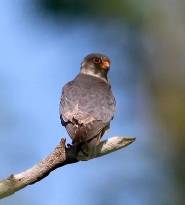 Кобчик (Falco vespertinus). Птицы Европейской России.