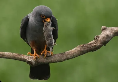 Кобчик (Falco vespertinus). Фотогалерея птиц. Фотографии птиц России,  Беларуси, Украины, Казахстана, Таджикистана, Азербайджана.