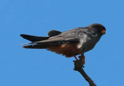Амурский кобчик (Falco amurensis). Птицы Сибири.